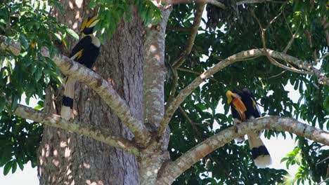 Great-Hornbill-Buceros-bicornis-two-individuals-perched-opposite-directions-one-preens-while-the-other-hides-from-a-thick-branch-with-leaves,-Khao-Yai-National-Park,-Thailand
