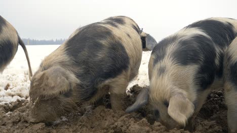 Group-of-hairy-wild-swine-digging-with-snout-in-dirty-mud-during-cold-winter-day-outdoors-at-farm