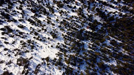 Una-Hermosa-Toma-De-Drones,-Vista-De-Pájaro-Sobre-El-Bosque-Y-El-Desierto-En-El-Lago-Tahoe,-Nevada-california