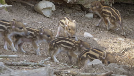 Lovely-cute-newborn-baby-Boars-walking-around-in-wilderness,close-up-slow-motion
