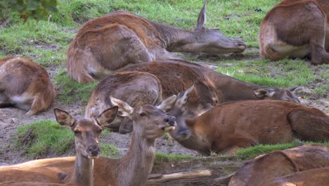 Zoom-out-shot-showing-family-of-brown-deers-lying-on-meadow-and-watching-into-camera,slow-motion