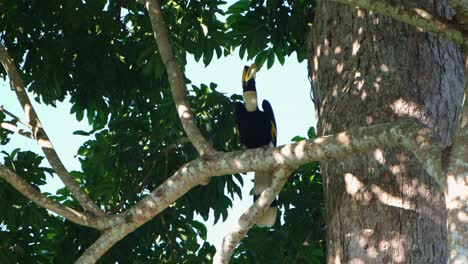 Great-Hornbill-Buceros-bicornis-an-individual-seen-on-a-branch-looking-up-and-around-while-the-wind-blows-in-Khao-Yai-National-Park,-Thailand