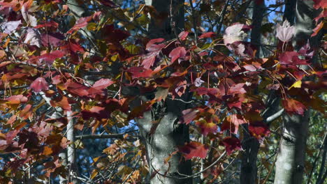 Reddish-colored-leaves-clinging-to-branches-during-a-breezy-Autumn-afternoon