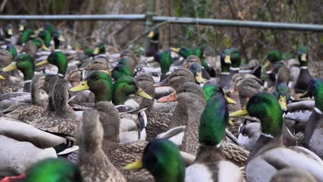 Slow-motion-medium-shot-of-a-flock-of-mallard-ducks-on-a-walkway