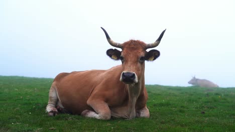 Friedliche-Braune-Kuh,-Die-Sich-Mit-Nebel-Im-Gras-Niederlegt,-Spanien
