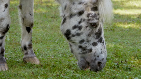 Slow-motion-of-white-Horse-with-black-spots-grazing-on-meadow-in-wilderness---Cute-white-mane-waving-in-wind