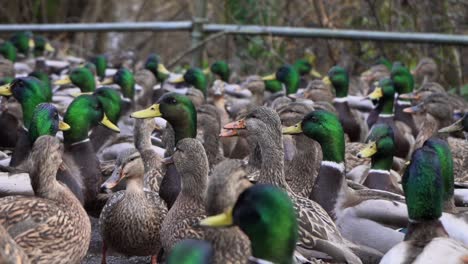 flock-of-mallard-ducks-gathering-on-a-walkway-in-slow-motion
