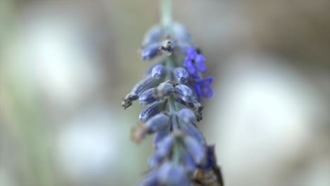 Schöne-Biene-Auf-Lavendel,-Die-Morgens-Im-Frühjahr-Pollen-Sammelt