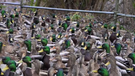 Slow-motion-gimbal-shot-of-a-flock-of-mallard-ducks-gathering
