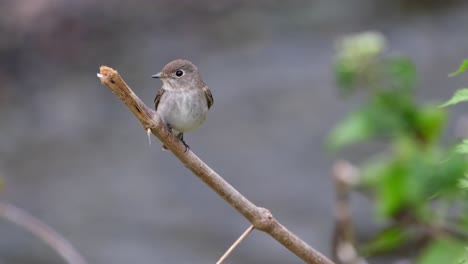 Asian-Brown-Flycatcher,-Muscicapa-dauurica-seen-perched-on-a-twig-facing-to-the-left-and-right,-Khao-Yai-National-Park,-Thailand