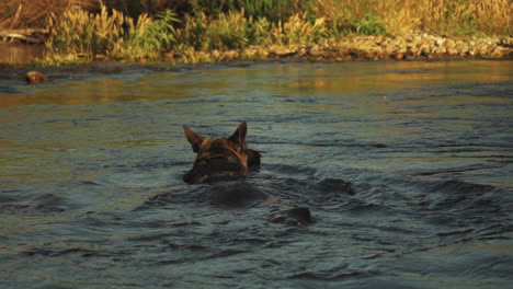Close-up-view-of-a-german-shephard-swimming-in-the-river-water-trying-to-catch-a-fish-at-sunset-during-summer-vacation-on-4th-July