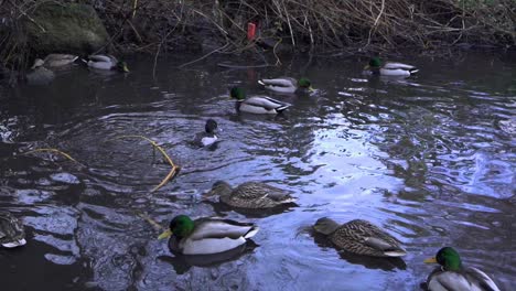 slow-motion-close-up-of-various-ducks-on-the-water