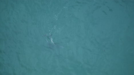 An-amazing-drone-shot-of-two-dolphins-swimming-in-beautiful-teal-water-at-a-camping-spot-in-Santa-Monica,-Los-Angeles,-California
