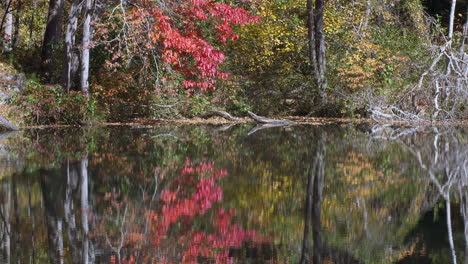 Herbstlaub-Und-Trockene-Äste,-Die-Sich-Im-Herbst-Auf-Dem-Wasser-Des-Sees-Spiegeln