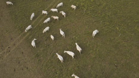 Graze-of-cows-farming-aerial-view,-cattle,-dairy,-milk-and-meat-production-in-rural-farm