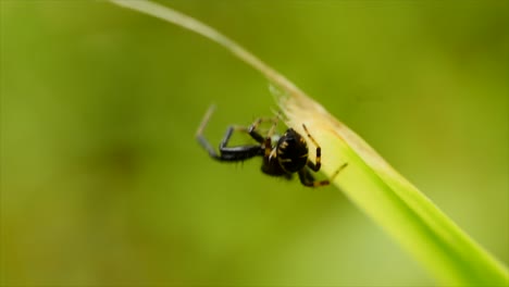 Beautiful-macro-close-up-of-a-small-black-and-yellow-jumping-spider-weaving-its-web-in-the-grass