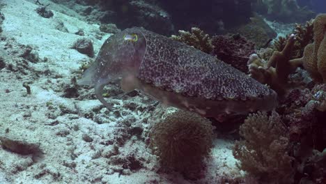 Große-Tintenfische-Schwimmen-über-Korallenriff-Und-Wechselnde-Farbe