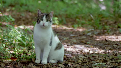 Nahaufnahme-Einer-Süßen-Katze-Im-Wald-Mit-Großen-Augen,-Die-In-Die-Kamera-Blicken---Gute-Qualität