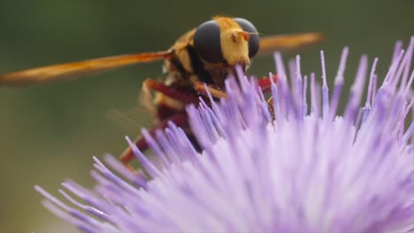 Very-close-up-of-Volucella-zonaria-looks-like-a-bee-in-a-pink-thistle-flower