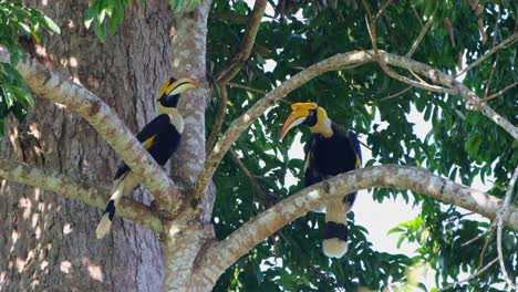 Great-Hornbill-Buceros-bicornis-two-individual-perched-while-the-on-the-left-looks-around-the-other-preens-and-they-both-kissed,-Khao-Yai-National-Park,-Thailand
