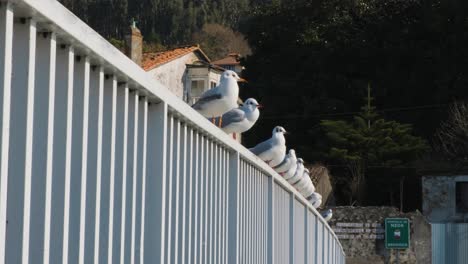 A-group-of-seagulls-standing-on-the-wooden-railing-of-a-pier,-establishing-shot