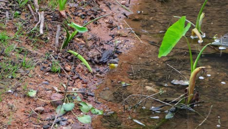 Grey-Wagtail-Motacilla-cinerea-seen-foraging-at-the-edge-of-the-stream-wading-in-the-water-as-seen-from-above,-Khao-Yai-National-Park,-Thailand