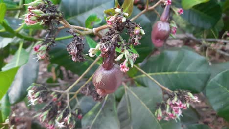 Purple-cashew-nuts-in-shells,-cashew-apple-growing-on-tree-with-flowers