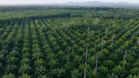 Afrikanische-Palmenplantage-Für-Die-Produktion-Der-Ölindustrie-In-Monte-Plata,-Dominikanische-Republik
