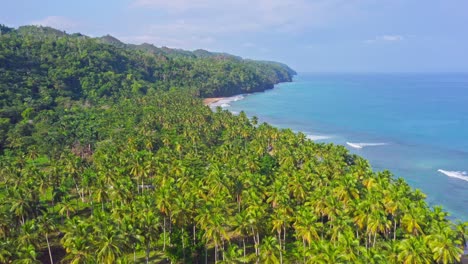 Palm-forest-on-shore-of-tropical-Playa-Coson,-Las-Terrenas,-Caribbean-sea