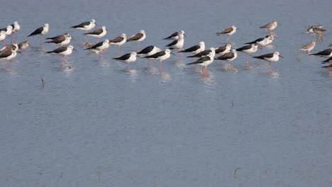 Black-winged-Stilt-Himantopus-himantopus-a-flock-and-some-other-waders-facing-to-the-right-as-others-walk-towards-the-left,-Thailand
