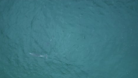 A-stunning-drone-shot-of-dolphins-playing-in-beautiful-teal-water-at-a-camping-spot-in-Santa-Monica,-Los-Angeles,-California