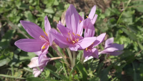 Safranblume-Lila-Blütenblatt-Blühendes-Gewürz