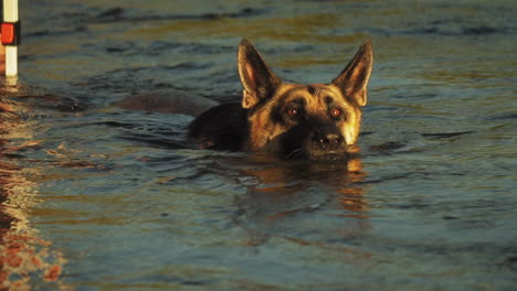 Close-up-view-of-a-german-shephard-swimming-by-the-river-at-sunset-on-a-summer-day-in-Pleasant-Valley,California,-USA