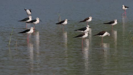 Black-winged-Stilt-Himantopus-himantopus-a-flock-facing-towards-the-right-while-an-individual-moves-on-the-top-right-corner-of-the-frame,-Thailand