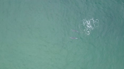 A-stunning-drone-shot-of-dolphins-playing-with-each-other-in-beautiful-teal-water-at-a-camping-spot-in-Santa-Monica,-Los-Angeles,-California