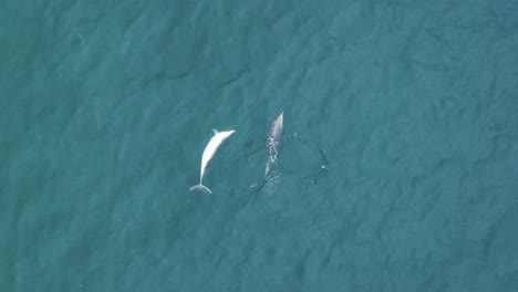 A-beautiful-drone-shot-of-dolphins-playing-in-crystal-clear-teal-water-at-a-camping-spot-in-Santa-Monica,-Los-Angeles,-California