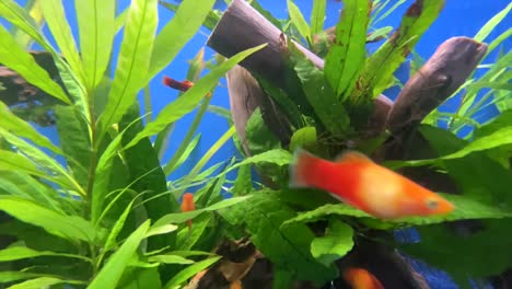 Colorful-school-of-fish-swimming-between-waterplants-in-aquarium-at-home,close-up