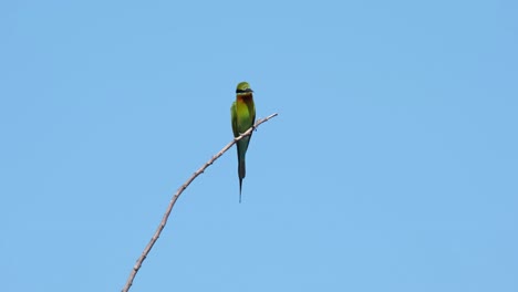 Blue-tailed-Bee-eater-Merops-philippinus-seen-on-top-of-a-twig-looking-around-for-some-bees-to-eat-and-poops-then-flies-away-to-the-right-catching-for-its-prey,-Thailand