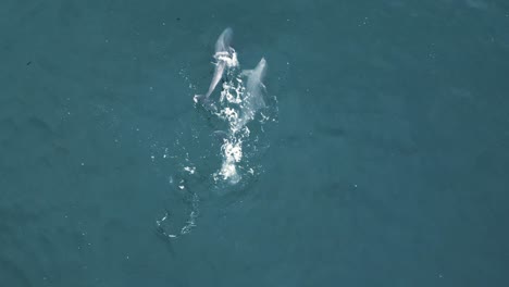 Una-Increíble-Foto-De-Delfines-Jugando-En-Un-Hermoso-Agua-Verde-Azulado-En-Un-Lugar-Para-Acampar-En-Santa-Mónica,-Los-ángeles,-California