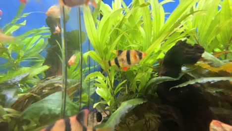 Nahaufnahme-Von-Orangefarbenen-Schwarzen-Streifen-Fischen,-Die-Im-Aquarium-Mit-Wasserpflanzen-Schwimmen