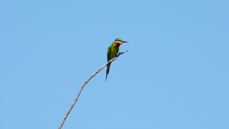 Blue-tailed-Bee-eater-Merops-philippinus-seen-on-top-of-a-twig-seriously-locking-on-a-bee-to-be-eaten,-Thailand