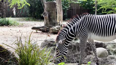 Half-body-close-up-shot-of-a-grevy's-zebra,-equus-grevyi-eating-hays,-little-zebra-baby-walking-toward-its-mother-at-Singapore-safari-zoo,-mandai-wildlife-reserves