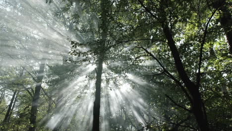 Waldnebel-Und-Sonnenstrahlen-In-Bäumen