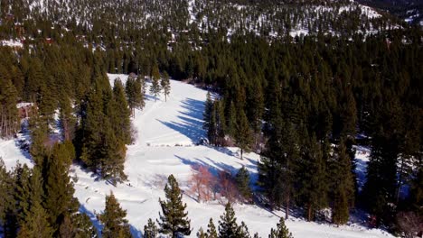 Aerial-drone-shot,-ascending-over-pine-trees-and-revealing-the-woods-in-the-mountains-in-Lake-Tahoe,-Nevada-California