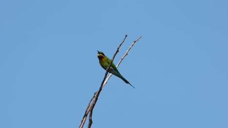 Blue-tailed-Bee-eater-Merops-philippinus-perched-in-between-two-twigs-moving-with-the-wind-and-then-flies-away-to-the-left,-Thailand