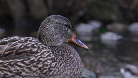 close-up-of-a-female-mallard-duck-standing-next-to-water