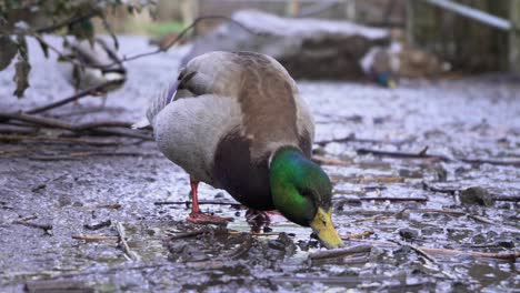 close-up-gimbal-shot-of-a-male-mallard-duck-eating-in-the-mud
