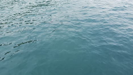 Una-Hermosa-Foto-De-Un-Dron-De-Delfines-Nadando-En-Aguas-Cristalinas-De-Color-Verde-Azulado-En-Un-Lugar-Para-Acampar-En-Santa-Mónica,-Los-ángeles,-California