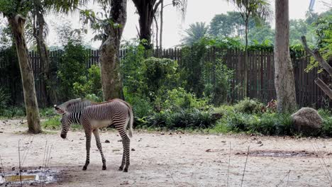 Young-grevy's-zebra,-equus-grevyi-walking-slowly-away-from-the-camera,-exploring-the-surroundings-at-Singapore-mandai-reserves,-safari-zoo,-smooth-handheld-shot