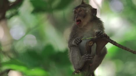 Portrait-of-a-cute-monkey-on-branch-eating-leaves-with-background-blur